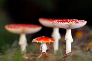 Fly agaric (Amanita muscaria)