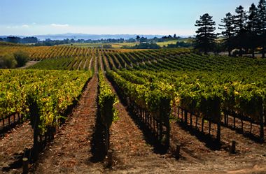 Image for 4 tips you need before planning your summer wine vacation