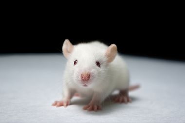 My life as a lab rat