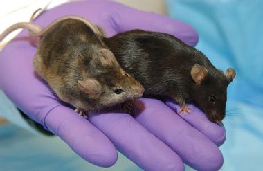 Image for In breakthrough study, same-sex mice reproduce via stem cells