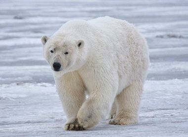 Image for How to get selfish humans to care about climate change: Polar bears!