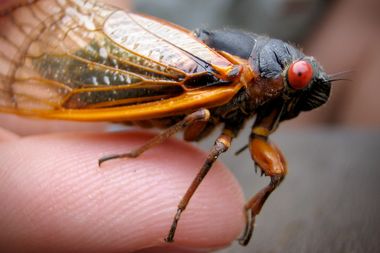 Image for Cicadas prepare to invade by the billions