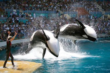 Image for SeaWorld and Southwest Airlines end longtime partnership amid 