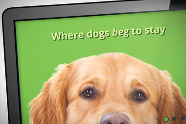 Image for Bubble-watch: The dog-sitting sharing economy gets frothy