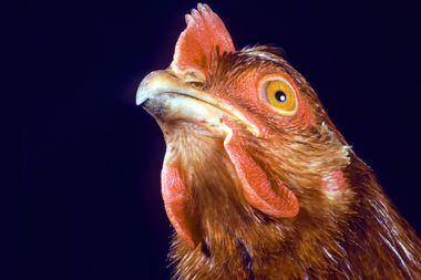 Image for Chicken is killing the planet