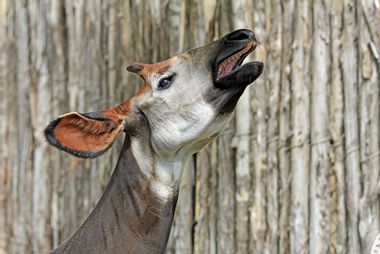 Image for Red List 2013: 6 animals on the brink of extinction