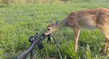 Image for Watch this baby deer walk right up to a hunter and lick the barrel of his gun