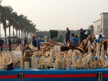 Image for China destroys 6 tons of confiscated ivory in its first major stand against poaching