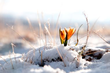 Image for Happy first day of spring! The East Coast might get another snowstorm next week