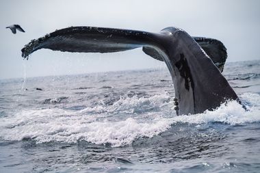 Image for Devastating report finds humans killed almost 3 million whales last century