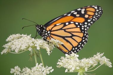 Image for Monsanto vs. the monarchs: The fight to save the world's most stunning butterfly migration