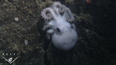 Image for Octopus wins mom of the year; has longest brooding period of any animal