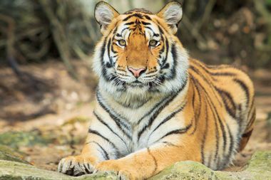 Image for On International Tiger Day, let's stop taking tiger selfies