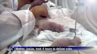 Image for These newborn panda triplets are the most ridiculously adorable things you will see today