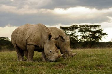 Image for South Africa may export rhinos because people won't stop poaching them