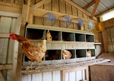 USDA Chicken Inspectors