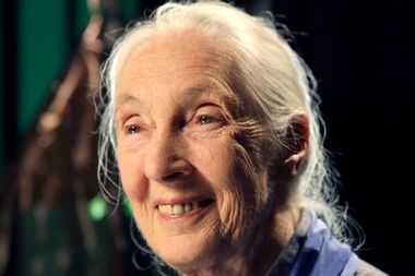 Image for Jane Goodall on the power of the viral animal video