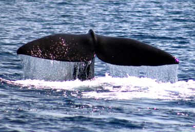 Sperm Whales-Orange County