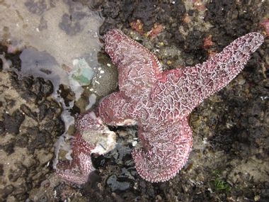 Sea Star Wasting-Virus