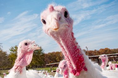 Image for Stop eating Thanksgiving turkey! Why it's time to give up this big fat holiday travesty