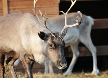 Image for Merry Christmas: Reindeer are dying off