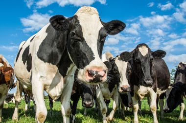 Image for 2014: The year we reinvented meat
