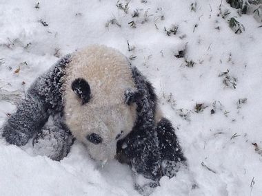 Image for This panda cub playing in the snow for the first time is so cute it hurts