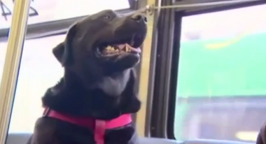 Image for This dog takes the bus alone -- what can your dumb pet do?