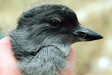 Image for Seabirds are massively dying off -- and scientists can't figure out why
