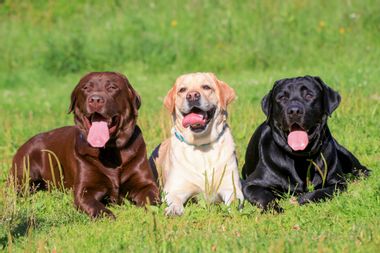 Image for Here are the most popular dog breeds in the U.S.