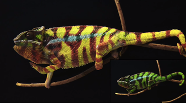 Image for Science finally figures out why chameleons change color