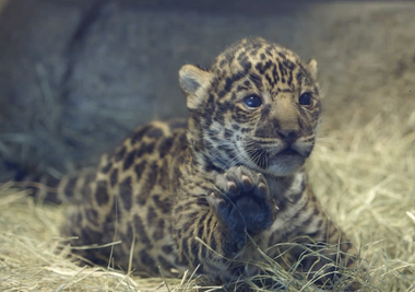 Image for 9 adorable baby zoo animals that will make you feel all the feelings