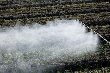 Image for Scientists ID a new culprit in the rise of antibiotic-resistant superbugs: Pesticides