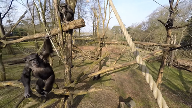 Image for Badass chimp whacks drone out of the air