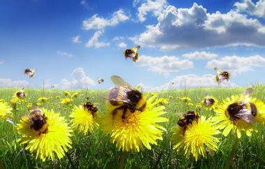 Image for Bees may be getting addicted to insecticides the way humans get addicted to cigarettes