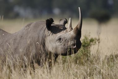 Image for Hunter who paid $350K to kill endangered rhino: It's going to 