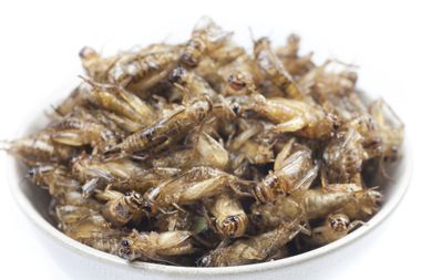 Image for Turns out, crickets may not be the solution to <i>all</i> of our problems