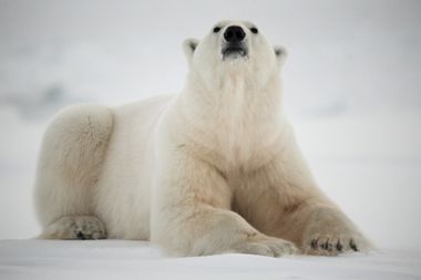 Image for Unchecked global warming may doom one-sixth of the planet's species to extinction