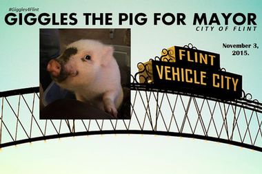 Giggles the Pig