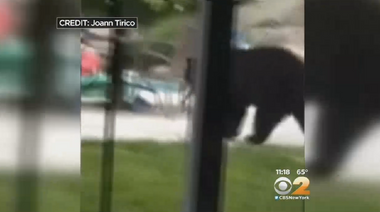 Image for Video captures mother bear snatching hot sauce from refrigerator 