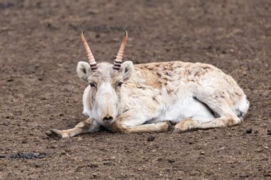 Image for Half of the world's remaining saiga antelope have suddenly died off, and scientists have no idea why
