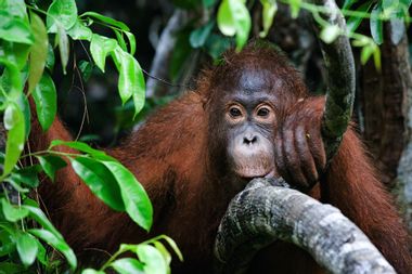 Image for The Bornean orangutan population has fallen by nearly 150,000 in just 16 years