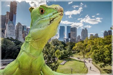 Lizard in New York