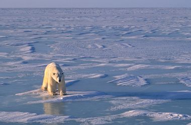 Image for Bad news for polar bears: Why the endangered species may not be able to adapt to a warming Arctic, after all