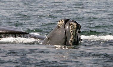 Right Whale Resurgence