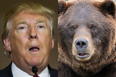 Donald Trump, Bear