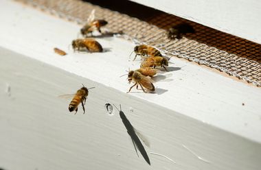 Fewer Bees