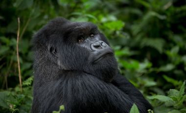 Rwanda Africa Gorillas and Humans