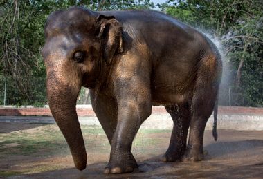 Pakistan Abused Elephant
