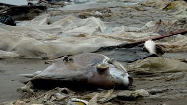 Vietnam Fish Deaths